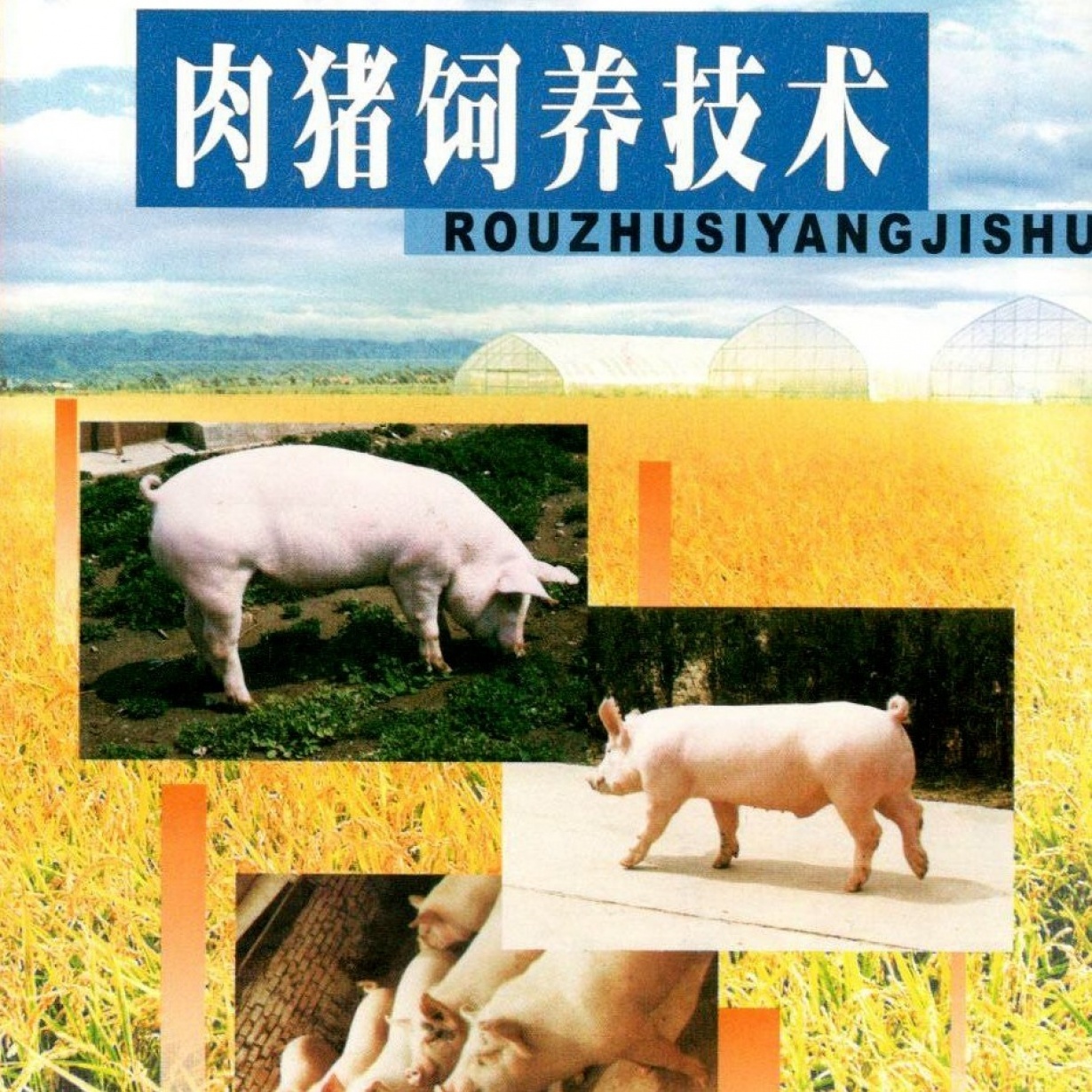 肉猪饲养技术.mp4