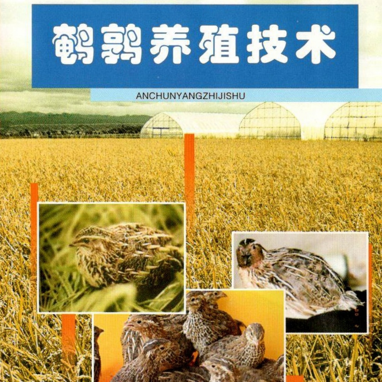 鹌鹑养殖技术.mp4