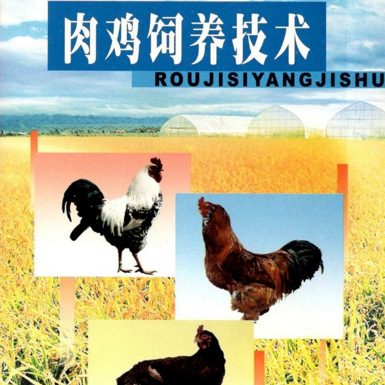 肉鸡饲养技术.mp4